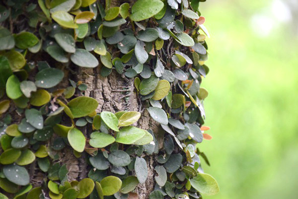 欧盟理事会与欧洲议会就《车辆设计循环利用要求及报废车辆管理法规》达成临时协议