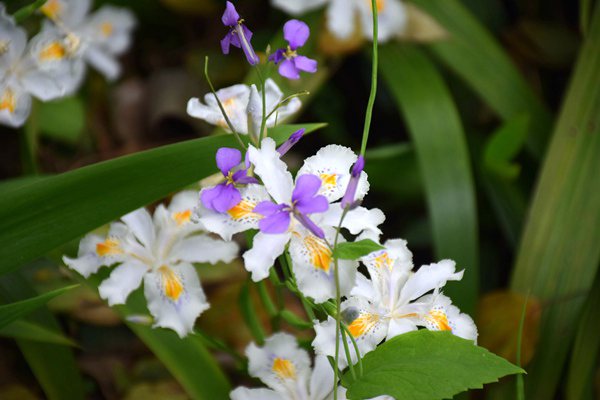 四川低空经济产业链2026年重点工作任务印发 支持无人机物流配送